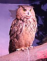 Eurasian Eagle Owl