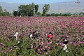 Roses in Hamadan province