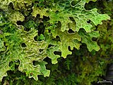 Lobaria pulmonaria