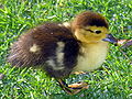 Young duckling