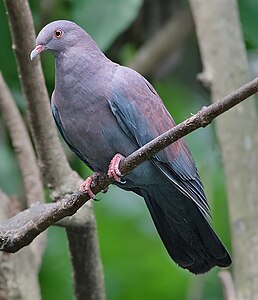 Голуб перуанський (Patagioenas oenops)