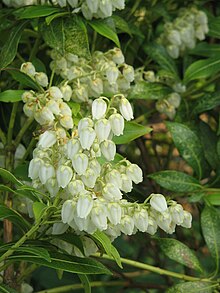 Pieris japonica01.jpg