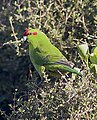 Red-fronted Parakeet of New Zealand