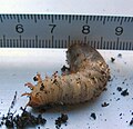 Old larva (about 4 cm)