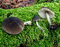 Pluteus phaeocyanopus