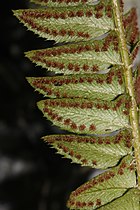 Polystichum lonchitis