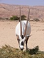 Arabische Oryxantilopn im Wüdpark Chai-Bar Yotvata