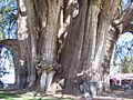 Taxodium mucronatum.