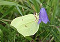 Gonepteryx rhamni