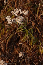 Anaphalis margaritacea