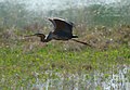 In flight at Laguna di Venezia, Italy