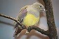 Bruce's Green Pigeon