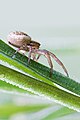 en:Crab_spider