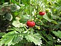 Aardbei (Fragaria)