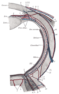 Diagram of the blood vessels of the eye, as seen in a horizontal section. ("V", at center right, is the label for the vena vorticosa)