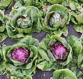 Radicchio Rosso di Chioggia