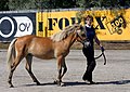 * Nomination Young Finnhorse in a horse show --Pitke 17:17, 22 August 2010 (UTC) * Promotion Very good. --Cayambe 15:26, 24 August 2010 (UTC)