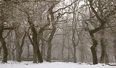 Quercus robur (English oaks)