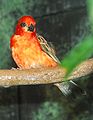 Madagascar Red Fody (Male)