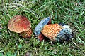 Boletus luridus