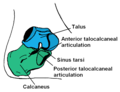 Imago tali ex astragalo et calce.Cave: talus potest significare et talonem et astragalum