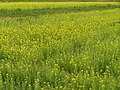 菜の花畑（兵庫県小野市立ひまわりの丘公園内）