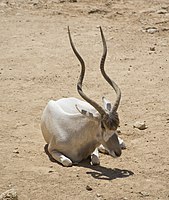 דישון עם קרניים ארוכות במיוחד