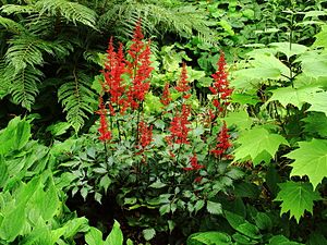 Astilbe sinensis