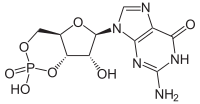 Image illustrative de l’article Guanosine monophosphate cyclique