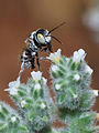 ◆2012/09-03 Arthropods 134 Commons:Picture of the Year/2012/R1/Haetosmia male 1.jpg