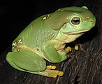 Litoria splendida