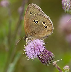 Engrandøje (Aphantopus hyperantus)