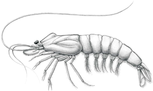 Palaeobenthesicymus libanensis, une Benthesicymidae