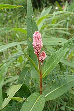 Thumbnail for File:Persicaria amphibia kz06.jpg