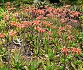 Αλόη η κηλιδωτή Aloe maculata - prev. A. saponaria ("Soap Aloe").