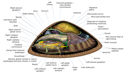 Anatomical diagram of the Bathyacmaea secunda, by KDS444