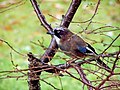 Garrulus glandarius japonicus porūšis Fukušimoje (Japonija).