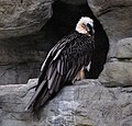 * Nomination: Bearded Vulture. --Quartl 09:17, 4 August 2010 (UTC) * * Review needed