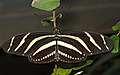 Heliconius charitonius