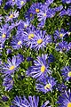 * Nomination Alpine aster (Aster alpinus). --kallerna 13:48, 10 August 2010 (UTC) * Promotion Pretty. Mattbuck 09:51, 12 August 2010 (UTC)