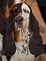 Basset hound noir blanc et feu, avec des mouchetures.