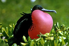 Keisarifregattilintu (Fregata magnificens)