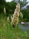 Inflorescence de vulpin des prés (Alopecurus pratensis).