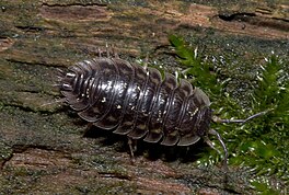 De gewoane stienkrobbe (Oniscus asellus)