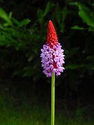 Primula vialii