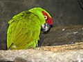 Thick-billed Parrot