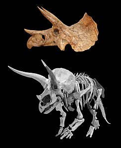 Triceratops - mon dinosaur favori.