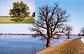 High/low water at the Elbe ("normales" Winterhochwasser 2005 und zwei Monate später)