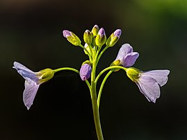 Inflorescence de cardamine des prés. (définition réelle 5 184 × 3 888)