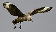 The great skua is a powerful kleptoparasite, relentlessly pursuing other seabirds until they disgorge their catches of food.